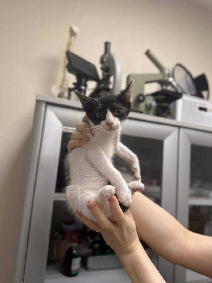 А вот этих трёх бубликов выбросили в коробке у помойки рядом с нашей ветклиникой💔
Первый мальчик и 2 девочки.
Проглистонили позавчера, анализы на вирусы отрицательные.  Очень нужен дом, как и каждое лето кошки валятся со всех сторон, а наши ресурсы к сожалению не безграничны😭