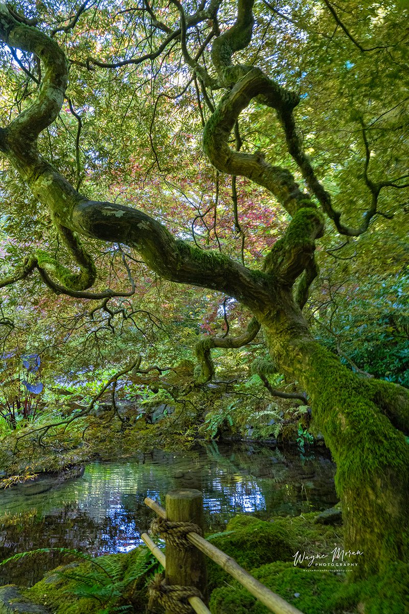 Show me your crazy trees!

Mine: Green Mossy Japanese Maple Butchart Gardens BC