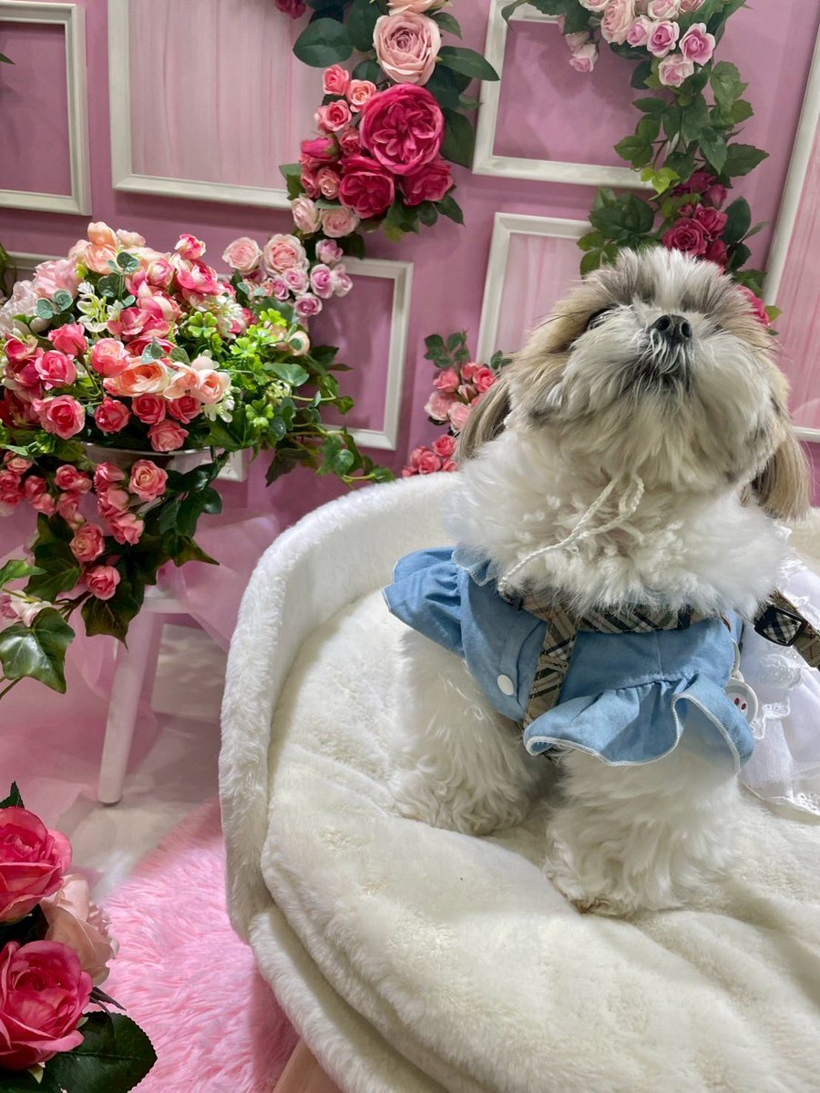 ふぅちゃん᧔♡⃛᧓シーズー᧔♡⃛᧓ (@fuuchan0910) / Posts and