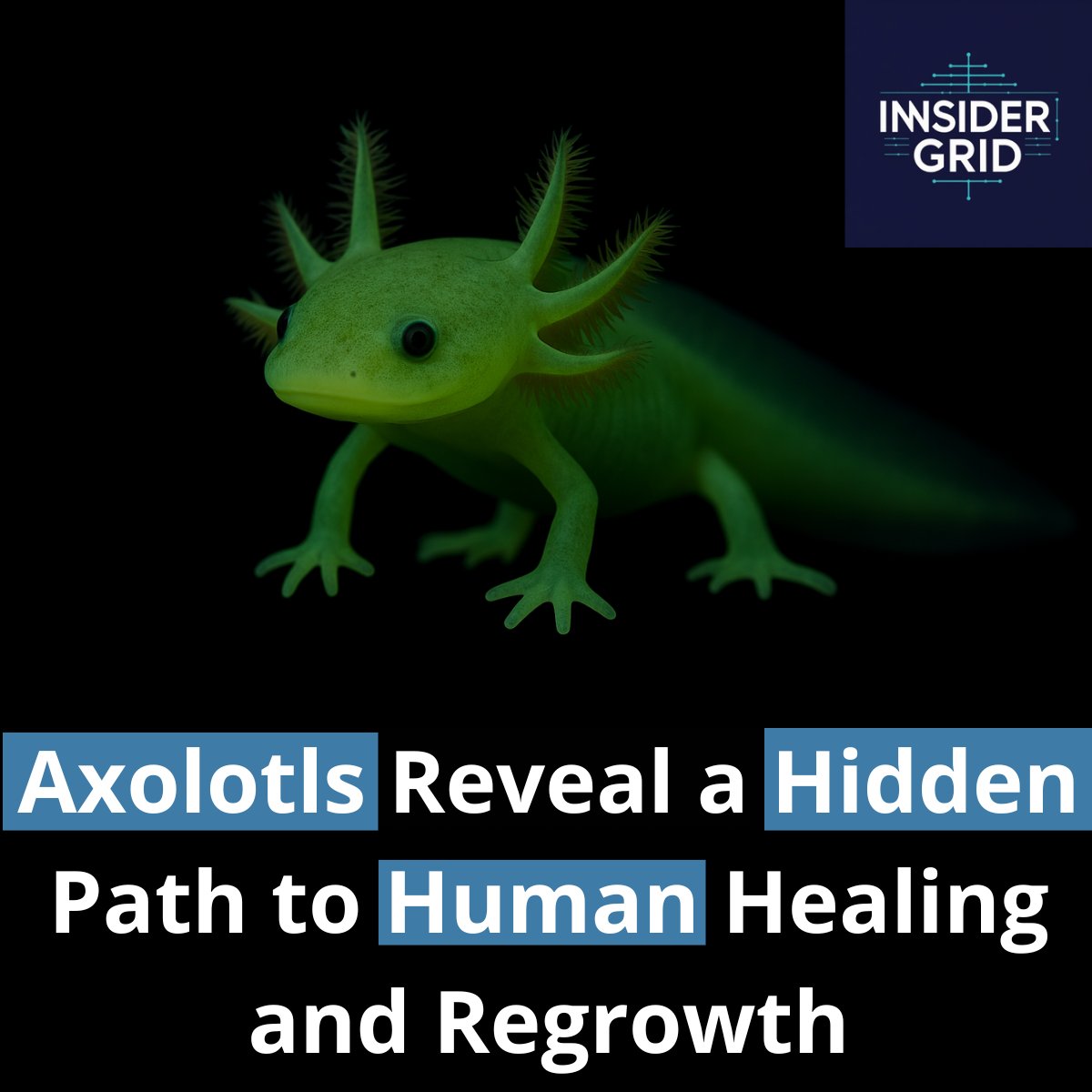 InsiderGrid's tweet photo. What if humans could regrow limbs like axolotls?
Scientists found it’s not just about growth but controlled breakdown. A key enzyme, CYP26B1, regulates retinoic acid, the molecule guiding limb regrowth that preventing overgrowth like turning a hand into an arm.

#Biotech  #Health https://t.co/Gq0It2YtlB