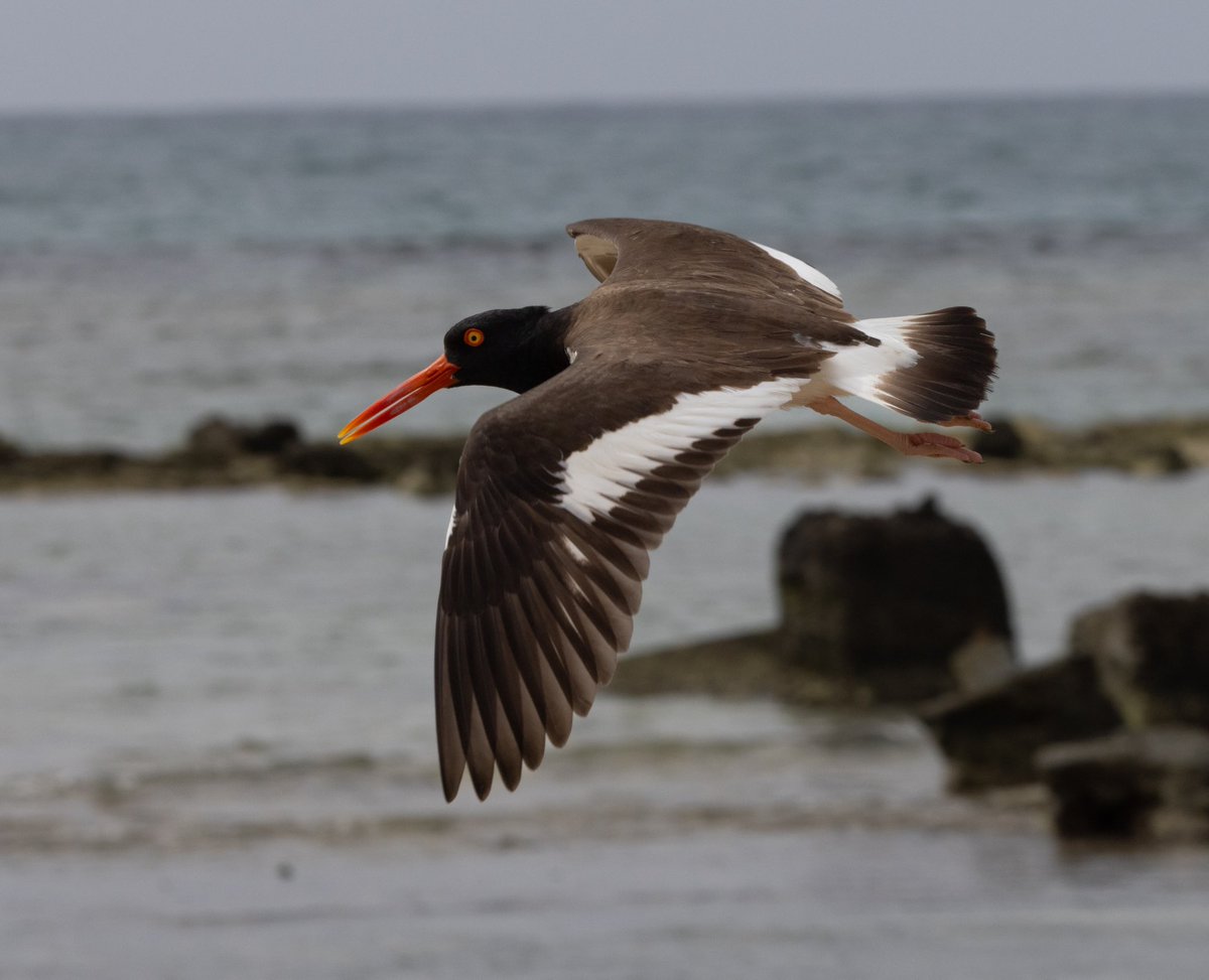 Nos fuimos a pajarear a #Tucacas con y nos encontramos con esta súper especie vocalizando: el ostrero (Harmatopus palliatus). 

Con la emoción contenida (y la bilirrubina a todo pulmón 🤣🤣), nos dispusimos a fotografiarla.

Sin embargo, nos dimos cuenta que estaba anidando, así