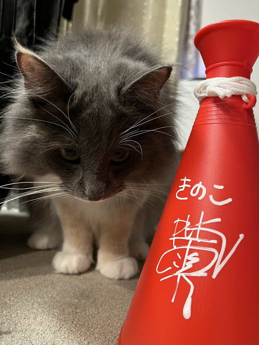 RW_PS_thinline's tweet photo. クイズ全問正解のプレゼントが届きました！
めちゃくちゃ嬉しい！！しかも雫さんのサイン✨
ありがとうございます！！
 #ポルカドットスティングレイ 
 #ポルカ超めでたいのね https://t.co/ftYDnBJolB