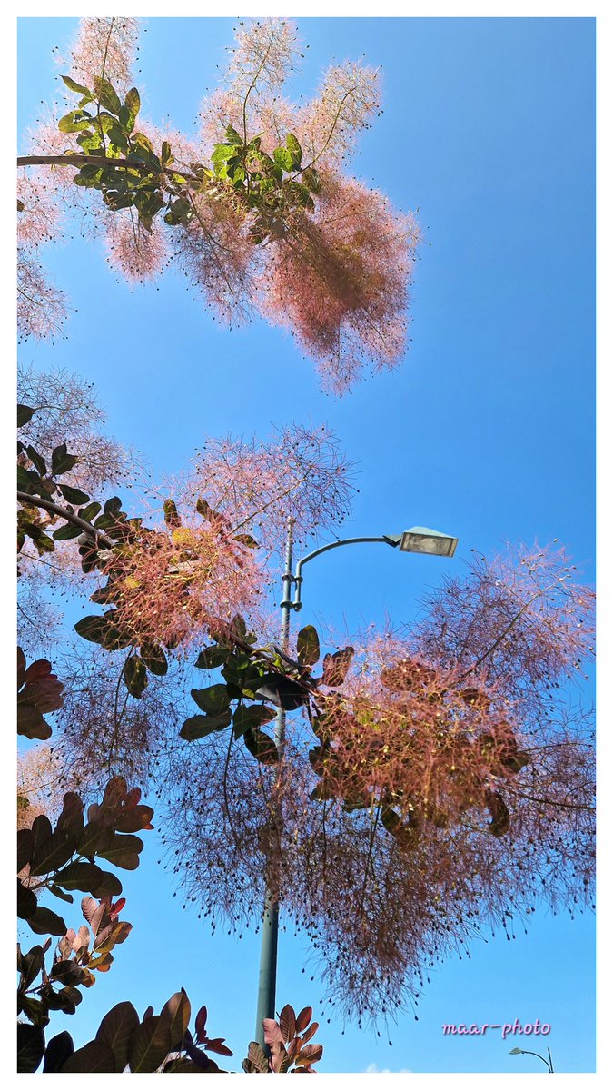 becel_maryvonne's tweet photo. Street photo
COTINUS arbre à perruque
#streetphotography #streetphoto
#cotinus #arbreaperruque #arbre #belarbre #arbrerose https://t.co/Xxxw4CLRFH