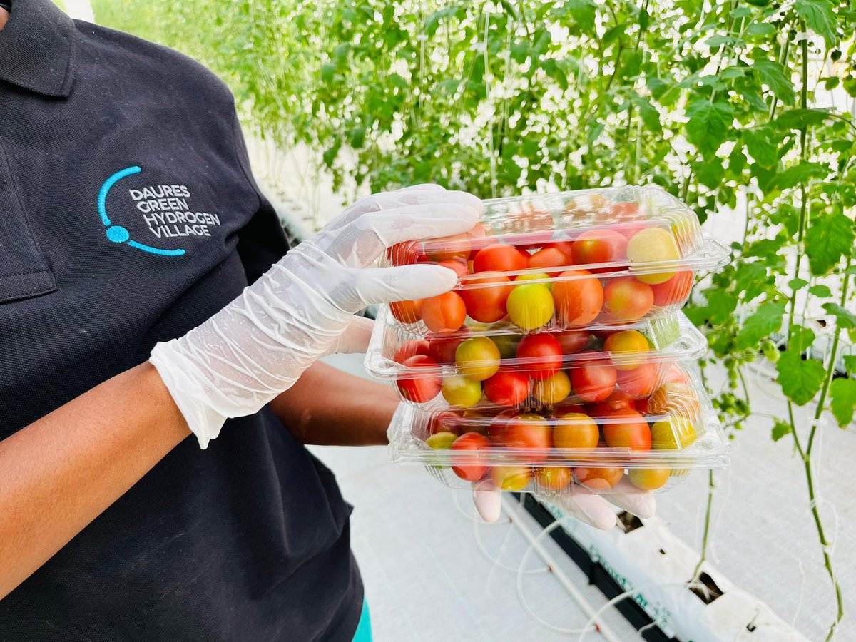 Daures Green Hydrogen Village tweet media