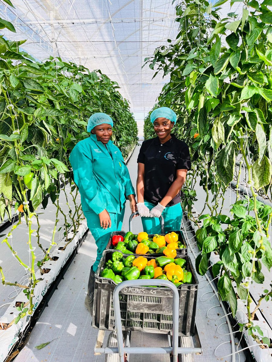 Daures Green Hydrogen Village tweet media