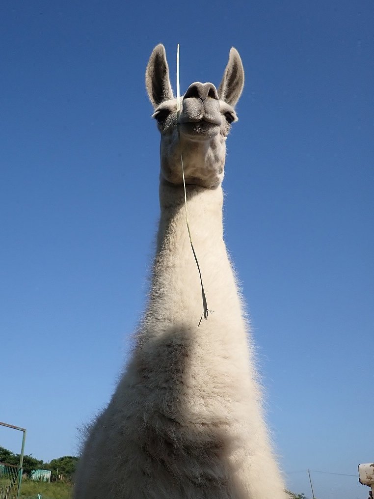 iwatesafari's tweet image. スタッフの作業視察中(´◉ω◉` )ｼﾞｰ
・・・お弁当（特大）を口につけて？

#岩手サファリパーク #ラマ #Llama #ハニーちゃん #スタッフ #観察 #作業 #視察中 #ジー #口元 #お弁当つき #どうやってついてるの？#ささくれ部分をくわえてます #キリッ #ドヤ顔 #この後ごはん