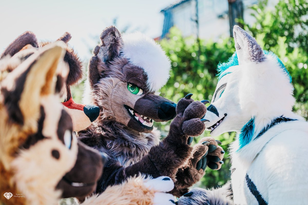 EspressoYeen's tweet photo. Had the fortune of spending time with these beautiful creatures including @mintycarl @KaineShepherd @Luckyspacewolf2 @zorin70601450 @DemoTheDutchie @dannifoxyfox @NinjaFox_DK @dvboggie &amp; more!

Big thanks to our hosts @UnityTheLynx &amp; @Nattrim for a lovely meet

📸: @KyanitePhotos https://t.co/AfcezepVRi