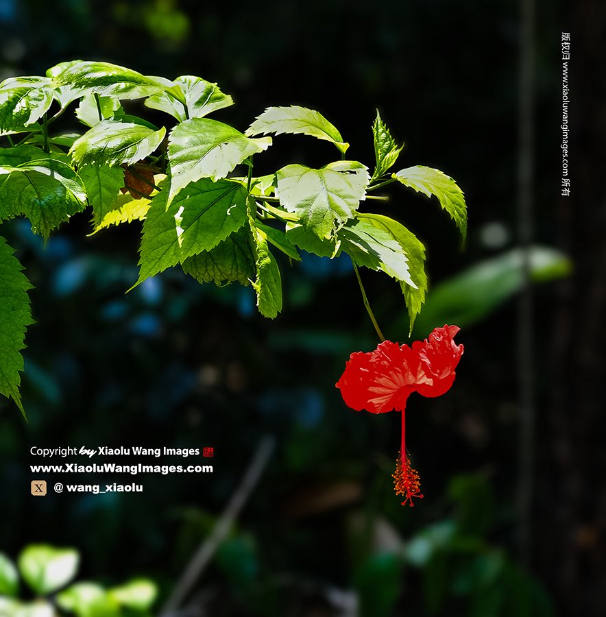 Nature’s beauty/ La belleza de la naturaleza/ La beauté de la nature/ Ljepota prirode/ Krása přírody/ الطبيعة الجميلة / Beleza da natureza/ La bellezza della natura/ 自然の美しさ/ Красота природы/ Doğanın güzelliği/ 自然之美/ Краса природи/ Piękno natury/ Frumusețea naturii/ De