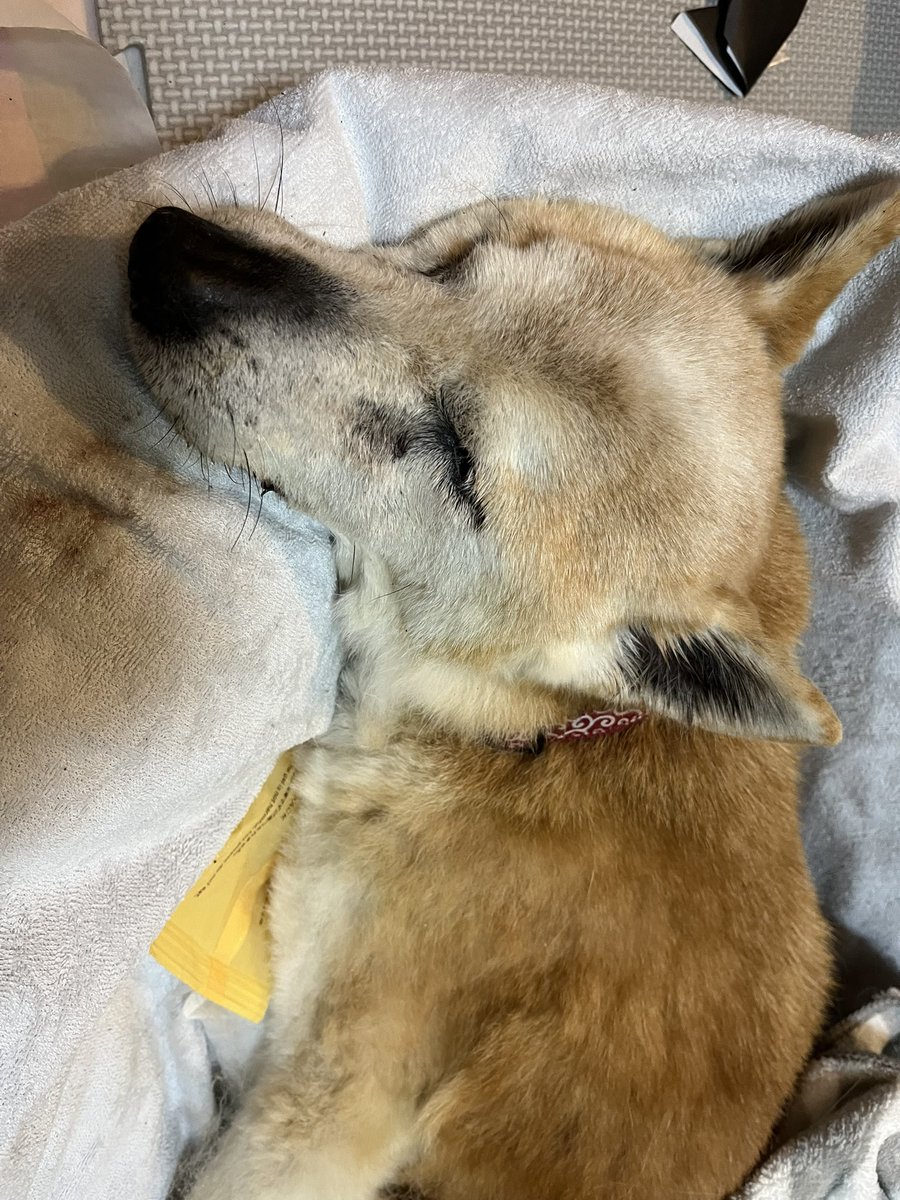 mayuchin07's tweet photo. 17歳8ヶ月
夢ちゃんが虹🌈の橋を渡りました。
昨日まで散歩して、今朝までご飯食べてたのに……
仕事から帰ったら、たった独りで行かせてしまった🥺
でも、眠ってる居るような安らかなお顔です。

 #老犬 
 #柴犬 https://t.co/eCB8O7Je1f