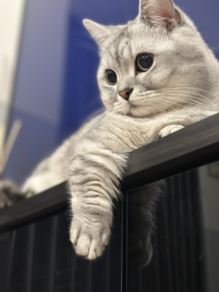 楽天市場】カドリー 勘太 サバトラ ねこ ぬいぐるみ【Cuddly