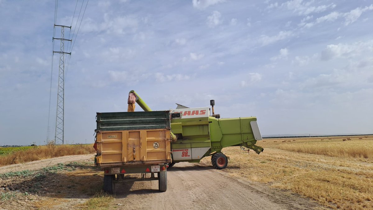 Life_Innocereal's tweet image. 🌾 ¡Cosechamos en Osuna (Sevilla)!
Dentro del proyecto #LifeInnocerealEU, avanzamos hacia una agricultura más sostenible, regenerativa y baja en insumos
Desde el campo, construimos el futuro del cereal europeo 🌱🌍
@LIFEprogramme #Osuna #CerealVerde #SuelosVivos
