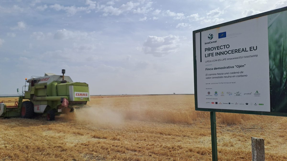 Life_Innocereal's tweet image. 🌾 ¡Cosechamos en Osuna (Sevilla)!
Dentro del proyecto #LifeInnocerealEU, avanzamos hacia una agricultura más sostenible, regenerativa y baja en insumos
Desde el campo, construimos el futuro del cereal europeo 🌱🌍
@LIFEprogramme #Osuna #CerealVerde #SuelosVivos