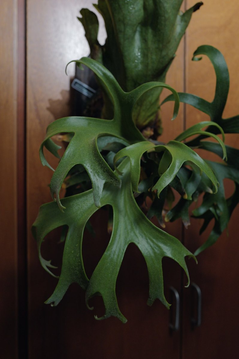 茶色背景、思ったより赤み強くて微妙。
でもそんなことよりコロナの新葉が可愛いです。