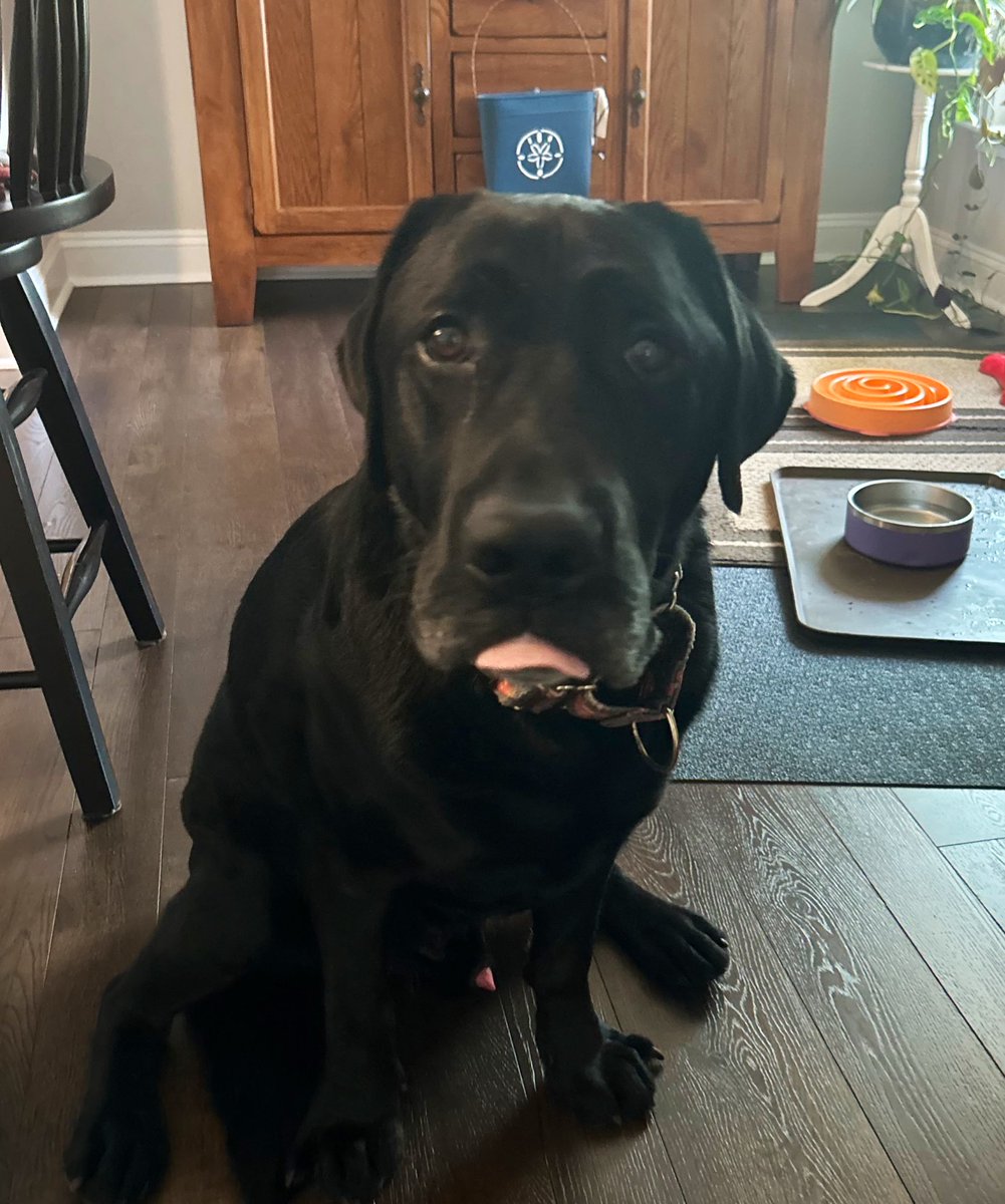 Kathy & Cooper ๐ณ๏ธโ๐๐๐บ๐ฆ ๐จ๐ฆ (@kallen4775) on Twitter photo Cooper's #TongueOutTuesday and RocketMan makes an appearance๐. Brenda sent me the pic last night. <a href="/Bartorillo11484/">Bartorillo</a> #dogsoftwitter Cooper's #TongueOutTuesday and RocketMan makes an appearance๐. Brenda sent me the pic last night. <a href="/Bartorillo11484/">Bartorillo</a> #dogsoftwitter