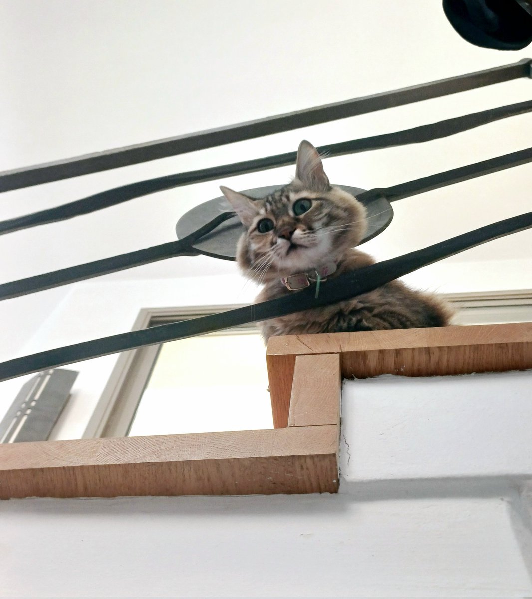 I am the eye in the sky
(חתולה על מבט, 2025)
#שלומציוץ 
#להחמיד_את_הפיד