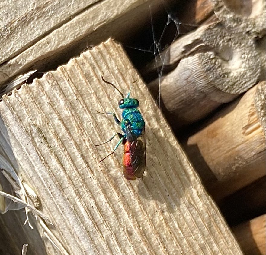 Ruby tailed wasp (Chrysis ignita agg.) investigating a bee hotel at Tretawdy Farm today. My first time seeing this stunning little insect <a href="/HerefordshireWT/">Herefordshire Wildlife Trust</a>