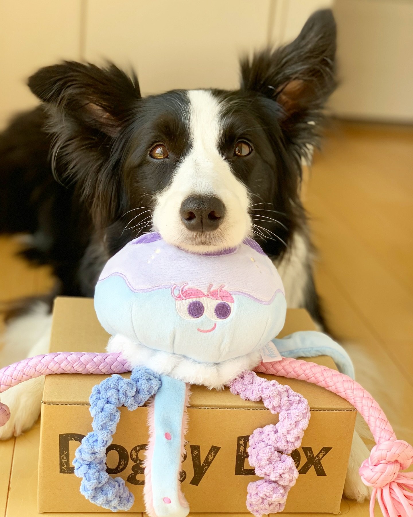 Doggy Box(ドギーボックス) (@doggybox_jp) / X