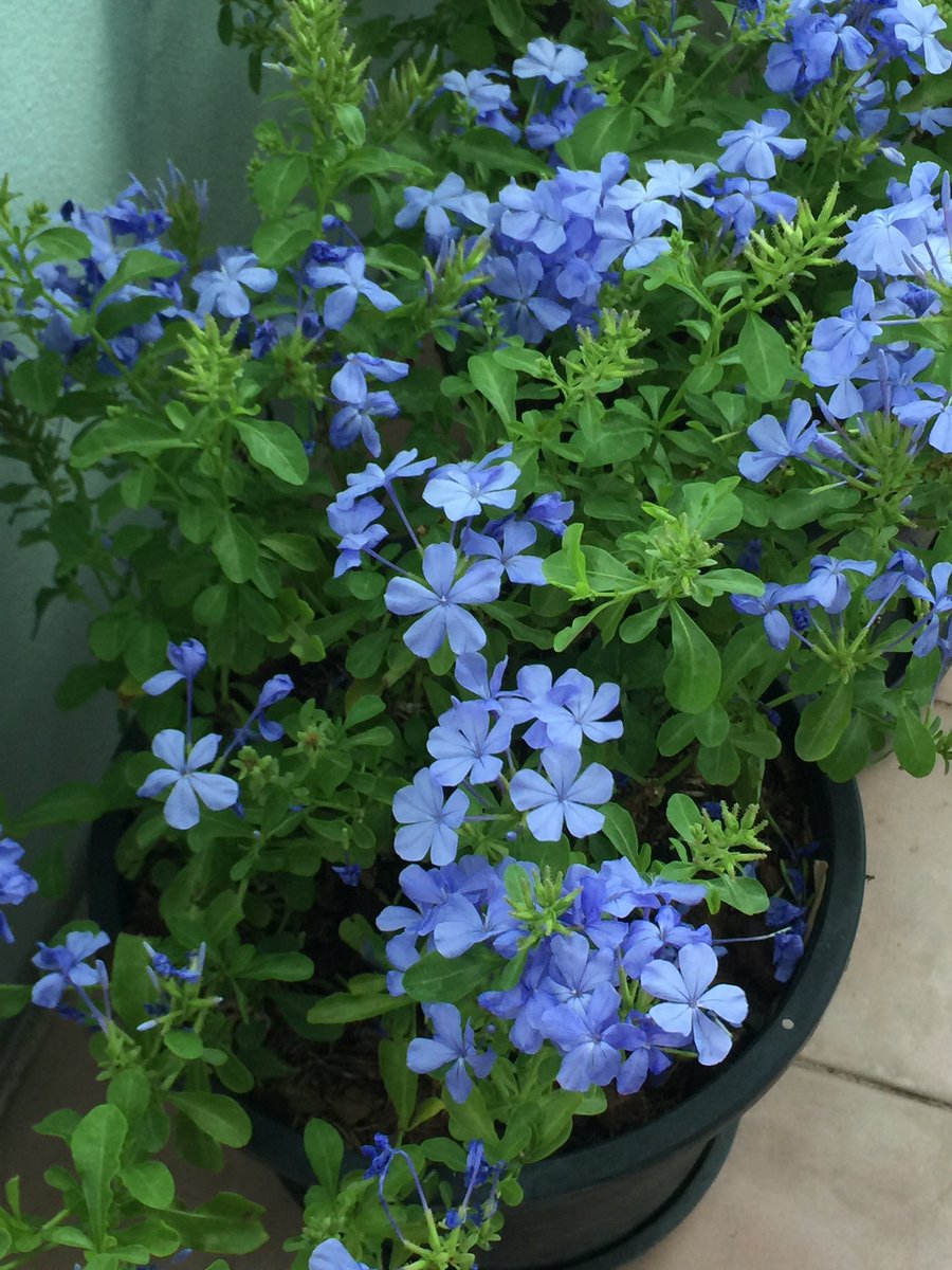 ร้อนแค่ไหนก็สู้ ได้มา 2 กระถางก เดี๋ยวงอกเพิ่มแน่นอน 😅