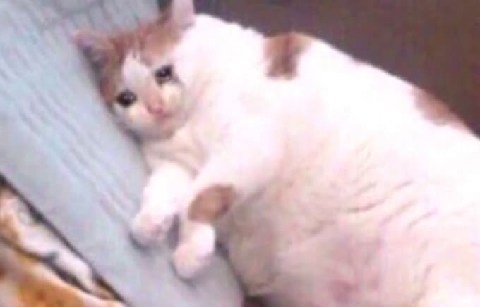 P 1 a c h o n tweet media