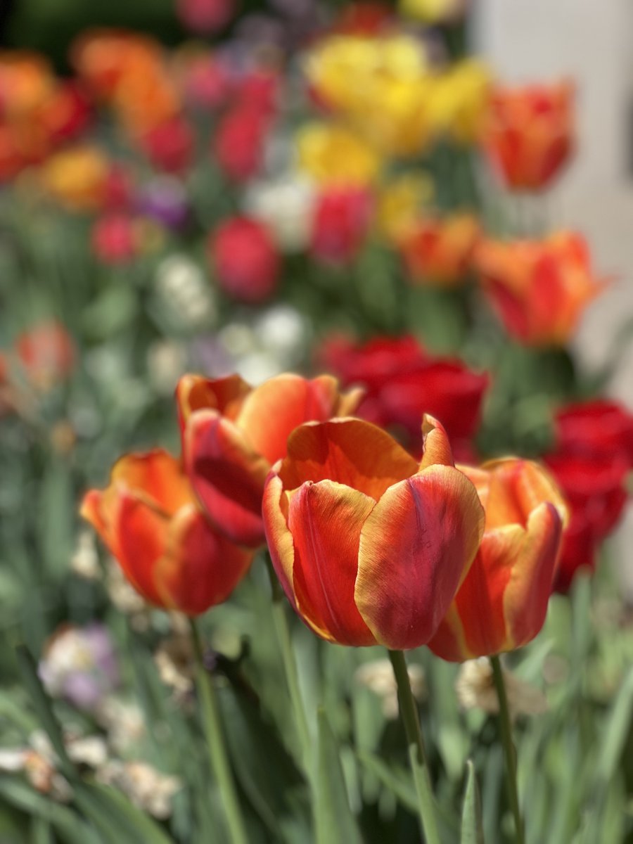 Is there any place more beautiful than the <a href="/marian_wi/">Marian University</a> campus in bloom? It's the work of careful planning and hard work by Marian's Operations Department. If you are in the neighborhood, come take a walk through our beautiful campus! #PrettyCampus, #CampusVisits, #FondduLac