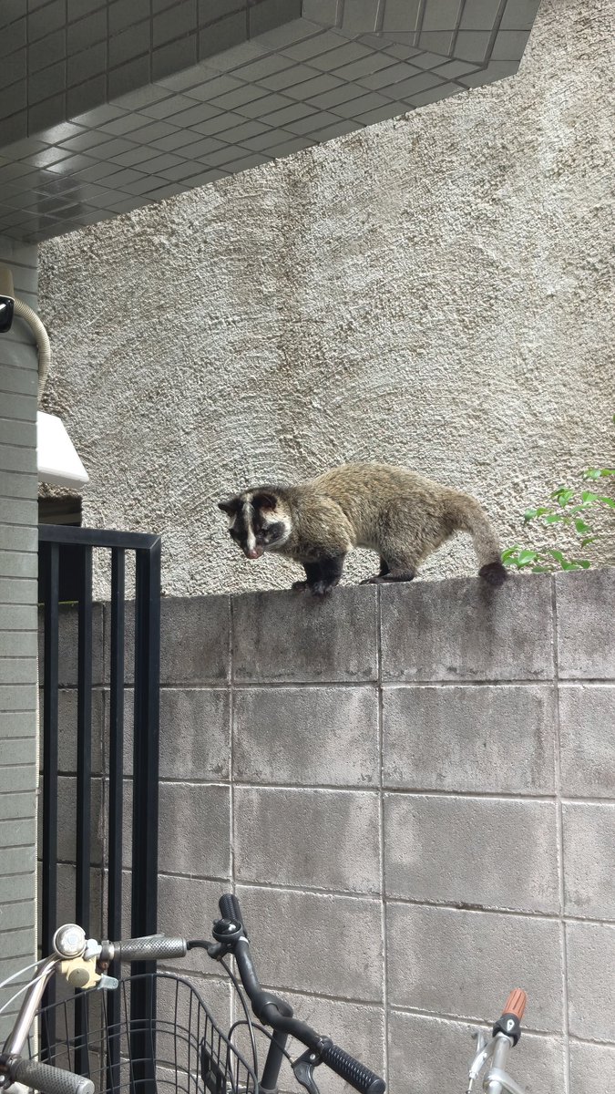 treisa_15's tweet photo. 猫かと思ったらハクビシンだった https://t.co/AX1IJBVIjR