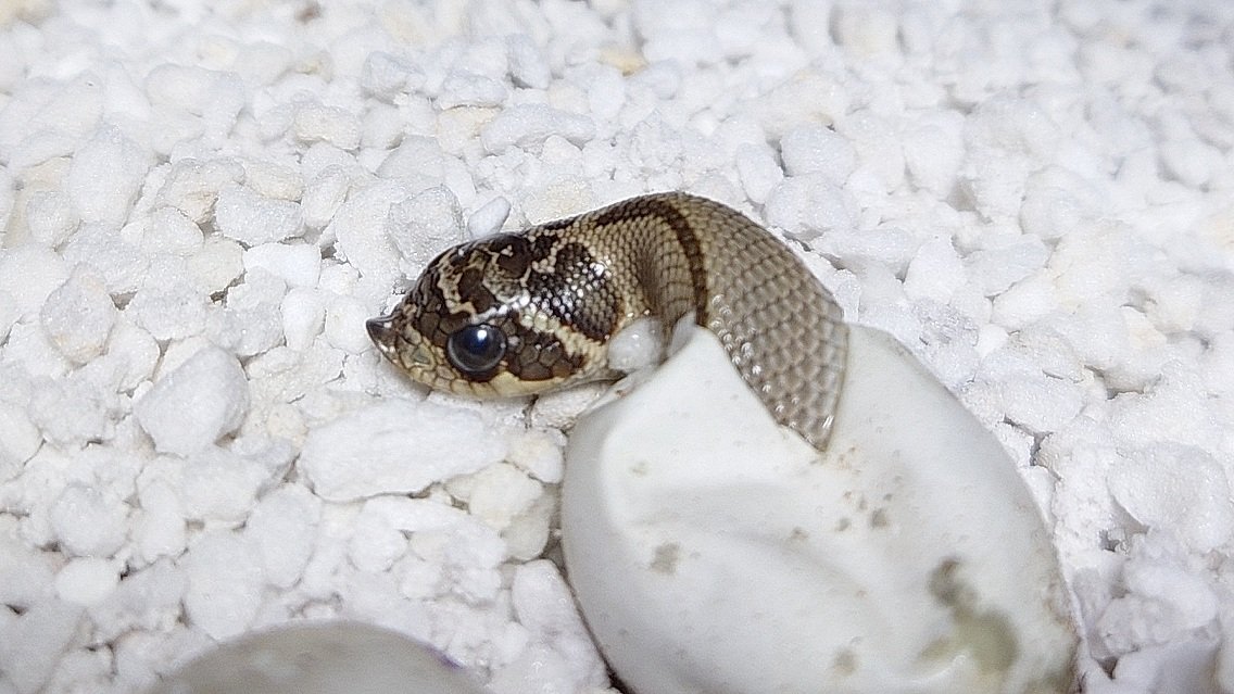 めちゃくちゃかわいいw
#シシバナ
#セイブシシバナヘビ