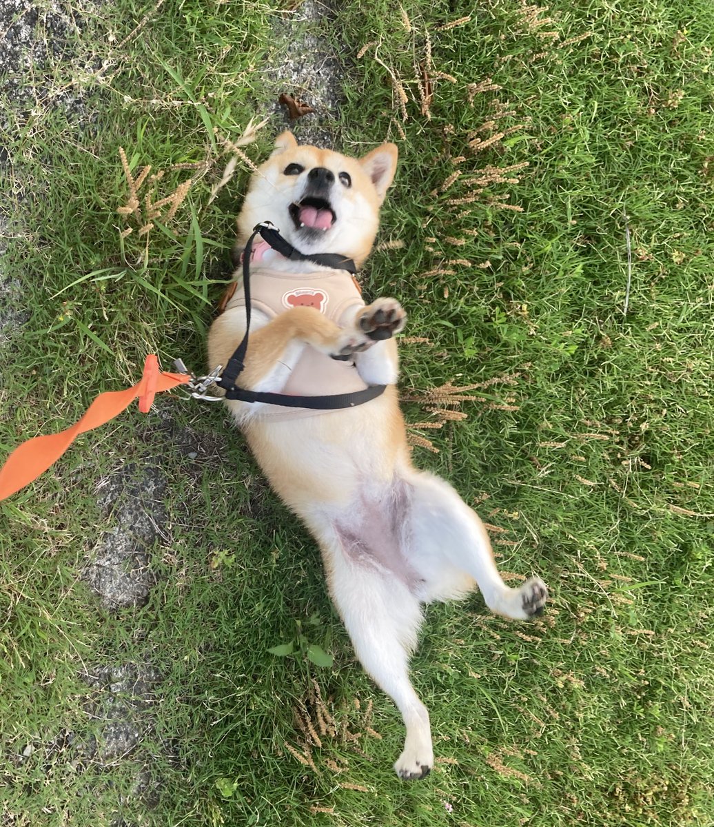 豆柴むつ (@Nu345Y20180) / Posts / X