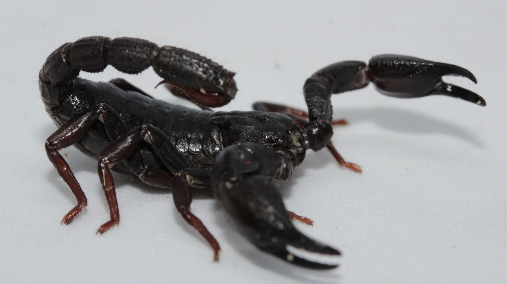 Agência FAPESP (@agenciafapesp) on Twitter photo Toxina de #escorpião da #Amazônia é capaz de matar células de #câncerdemama. Resultados preliminares de estudo conduzido por cientistas da <a href="/fcfrp_usp/">FCFRP-USP</a> em colaboração com grupos do <a href="/inpadaamazonia/">Instituto Nacional de Pesquisas da Amazônia - Inpa</a> e da <a href="/UEAmazonas/">UEA #SouMaisUEA</a> foram apresentados na #FAPESP Week França. agencia.fapesp.br/55080 Toxina de #escorpião da #Amazônia é capaz de matar células de #câncerdemama. Resultados preliminares de estudo conduzido por cientistas da <a href="/fcfrp_usp/">FCFRP-USP</a> em colaboração com grupos do <a href="/inpadaamazonia/">Instituto Nacional de Pesquisas da Amazônia - Inpa</a> e da <a href="/UEAmazonas/">UEA #SouMaisUEA</a> foram apresentados na #FAPESP Week França. agencia.fapesp.br/55080