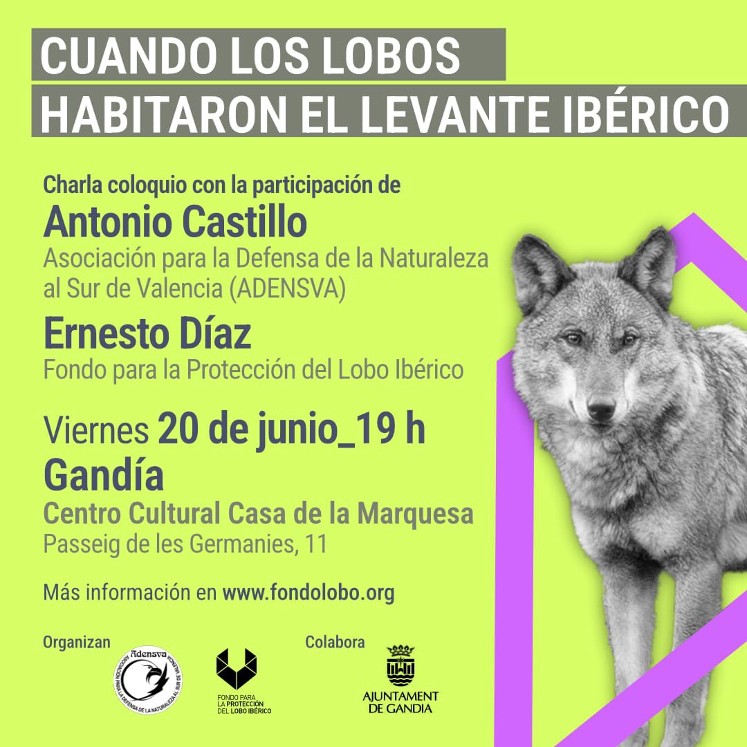 Acabo de hablar con <a href="/radiogandia/">Radio Gandia SER</a> sobre la actividad de <a href="/FondoLobo/">Fondo para la Protección del Lobo Ibérico</a> y <a href="/ADENSVA/">ADENSVA</a> del próximo viernes en Gandía. Vamos a pasar una bonita tarde y me apuesto lo que queráis a que voy a cenar un arroz con verduras.