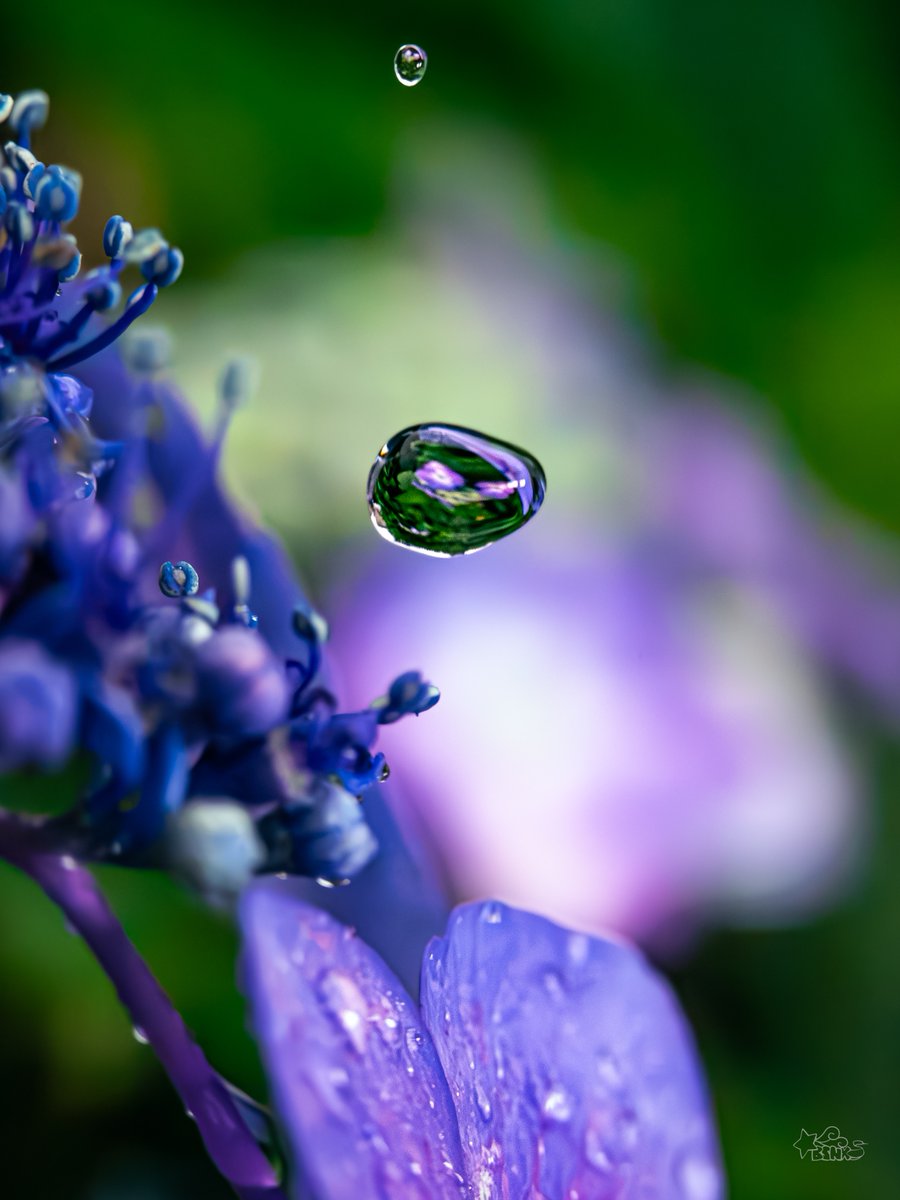 Sui (BSNX) tweet media