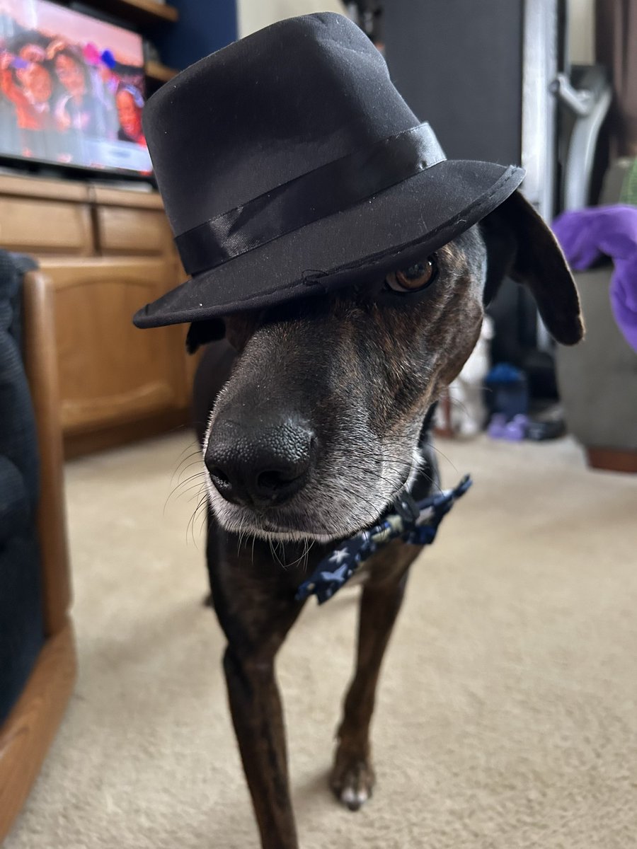 Working on my Frank Sinatra/Fred Astaire look. Would anyone like to dance ?🕺 
#TuesdayMotivaton #tuesdayvibe