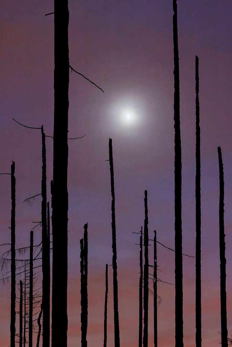 Evening Star above the burnt forest ✨