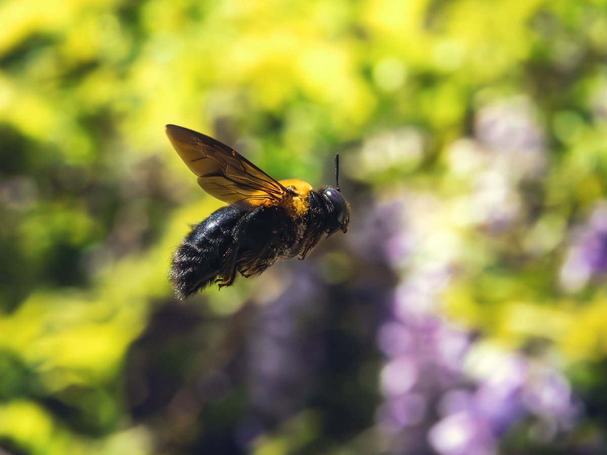 Sui (BSNX) tweet media