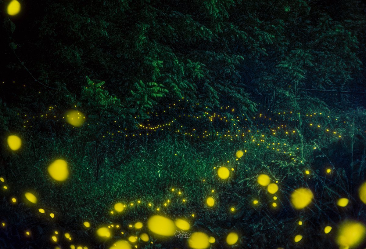 Sui (BSNX) tweet media