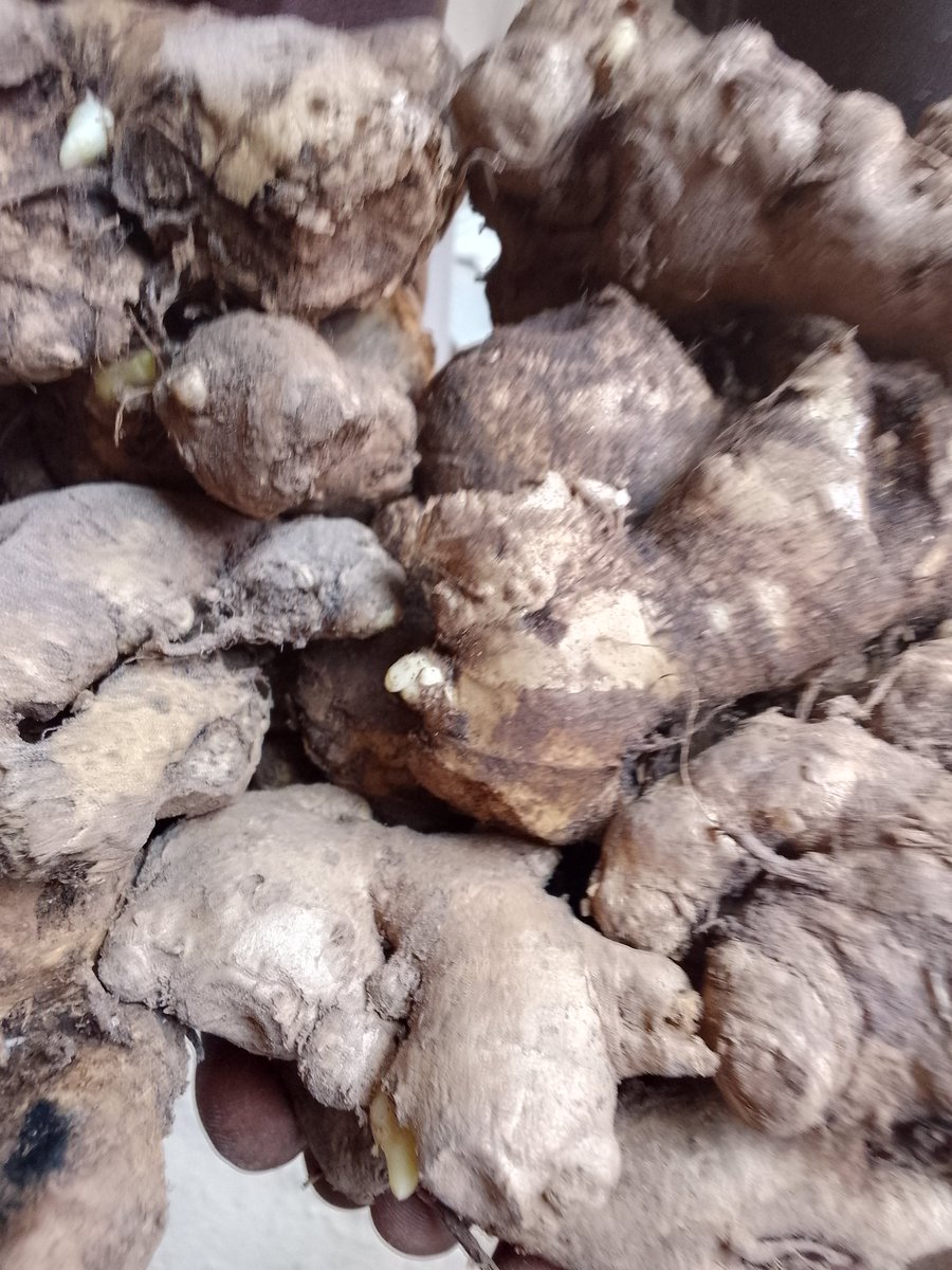 Samlight222's tweet image. Ginger for sale