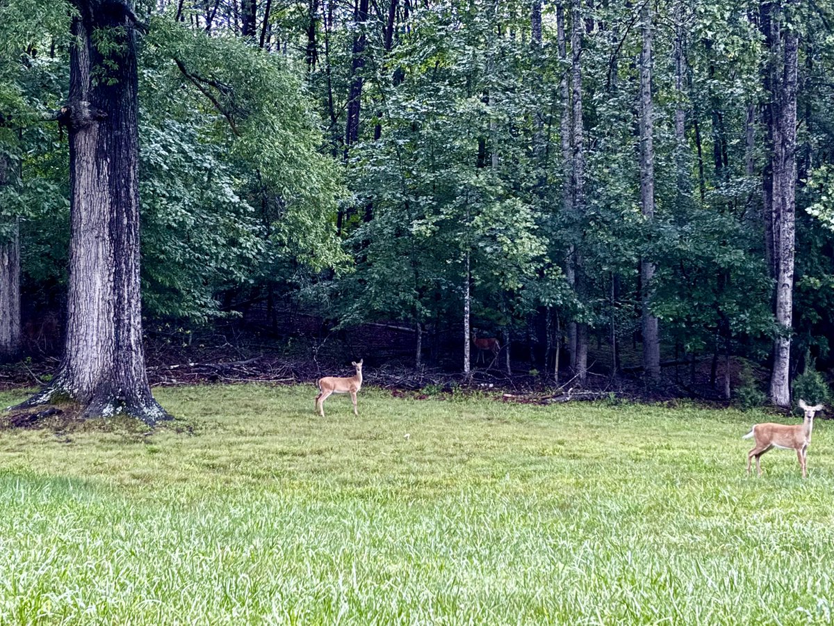 LouisaReid27382's tweet photo. @zureich37 Deep green forest in a light rain this morning with some wildlife friends for dawn patrol today…
A soul restorative running “into the forest dim” (John Keats)
#Runningwild 
#forestrun 
#NatureLovers https://t.co/Sdh3CsmdOQ