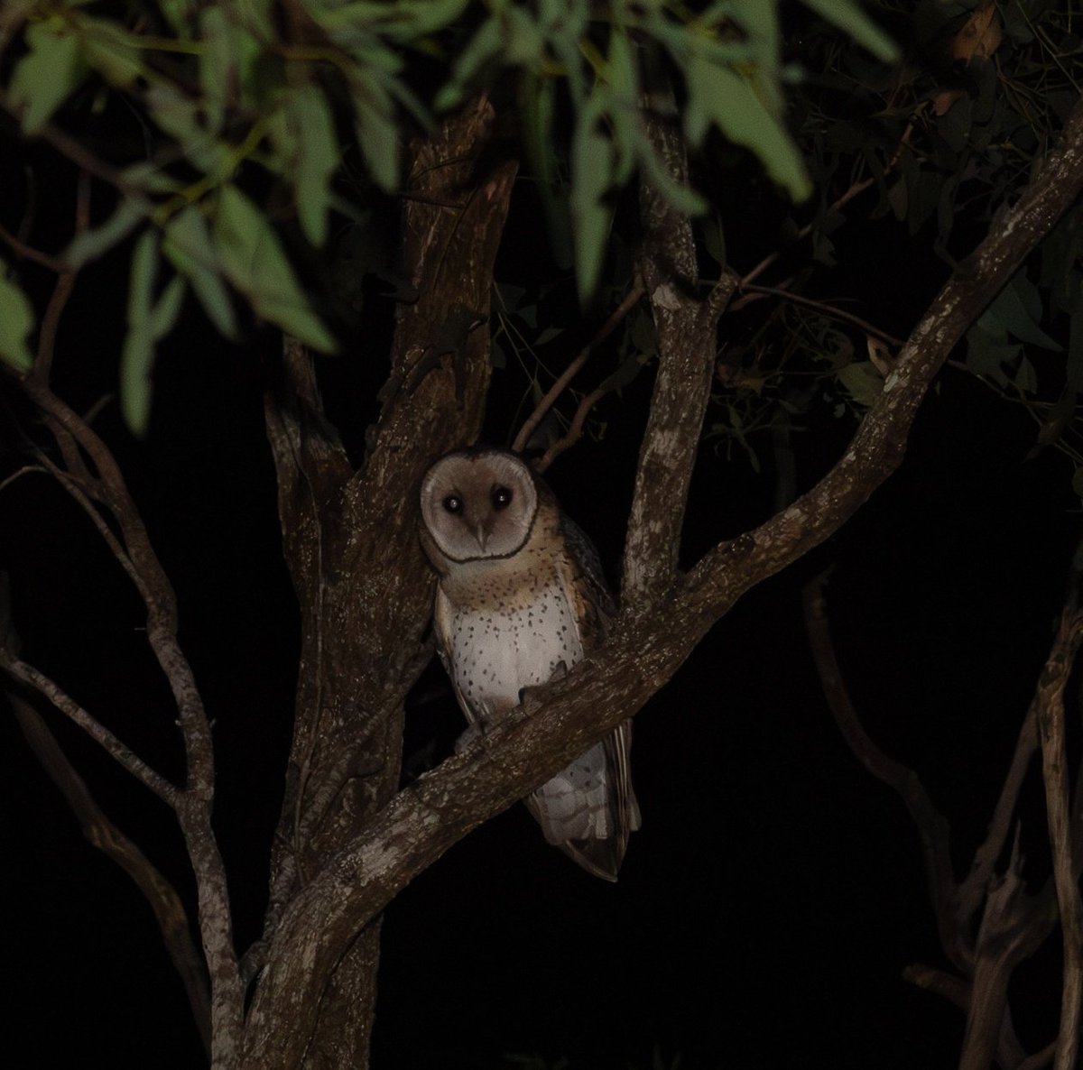 wizard boy super tweet media