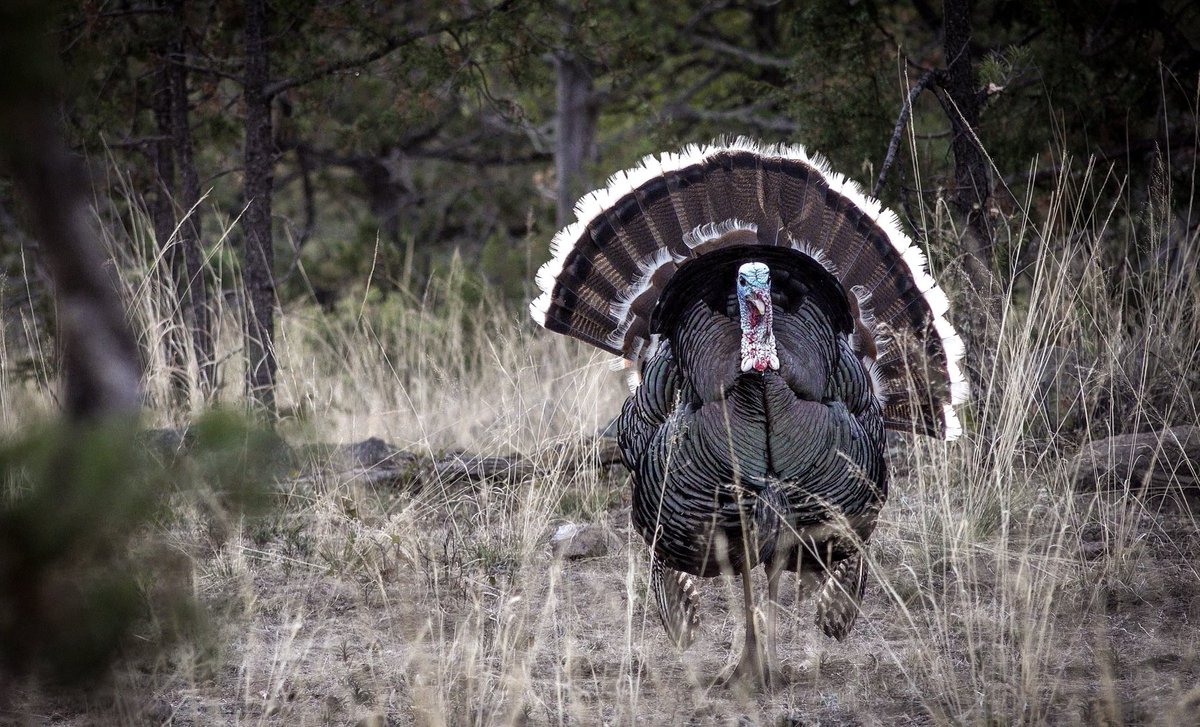 Mike Chamberlain (@wildturkeydoc) on Twitter photo Gouldās wild turkeys are the least understood subspecies, found only in Mexico, AZ, and NM. A mountain bird, they live at elevations = 4-10k ft. Research shows north facing slopes with suitable roosts and water sources are critical! ā¦<a href="/wildturkeylab/">wildturkeylab</a>ā© ā¦<a href="/NWTF_official/">The National Wild Turkey Federation</a>ā© Gouldās wild turkeys are the least understood subspecies, found only in Mexico, AZ, and NM. A mountain bird, they live at elevations = 4-10k ft. Research shows north facing slopes with suitable roosts and water sources are critical! ā¦<a href="/wildturkeylab/">wildturkeylab</a>ā© ā¦<a href="/NWTF_official/">The National Wild Turkey Federation</a>ā©