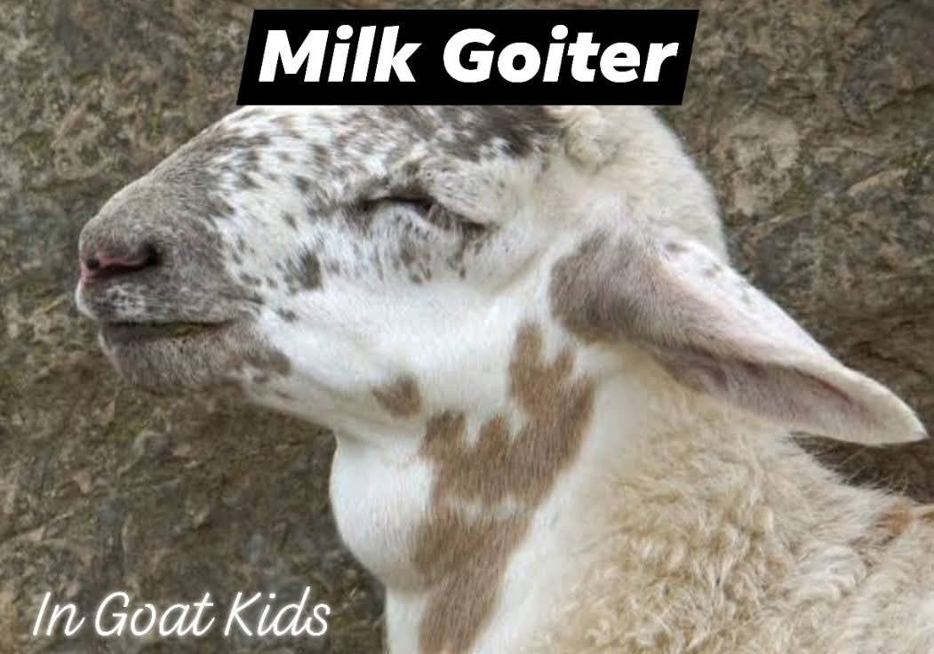 HalfBakedVet's tweet photo. 📑 Milk Neck (Milk Goiters) in Goats 🐐
Milk neck, which may also be called milk goiters, are growths that can form on the neck of young goat kids. 
🖋️Milk goitre is common in some breeds of goat, especially Nubians &amp; Boers. Milk goitre is a soft swelling in the neck on both... https://t.co/9iDayvgaVl