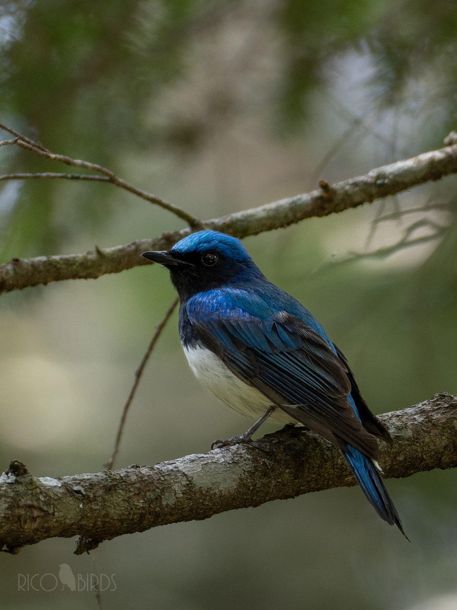 森の中の青い貴公子
#オオルリ #野鳥 #野鳥撮影