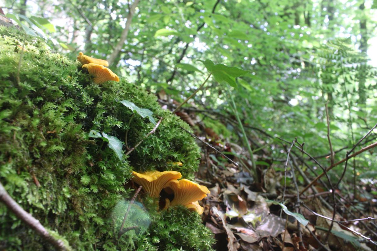 Chanterelles under a woodland canopy #30DaysWild 

The support network between trees and fungi – the so called ‘wood wide web’ – has captured public imagination, but the idea remains contentious among scientists. David Wilkinson explores this debate in britishwildlife.com/article/articl…