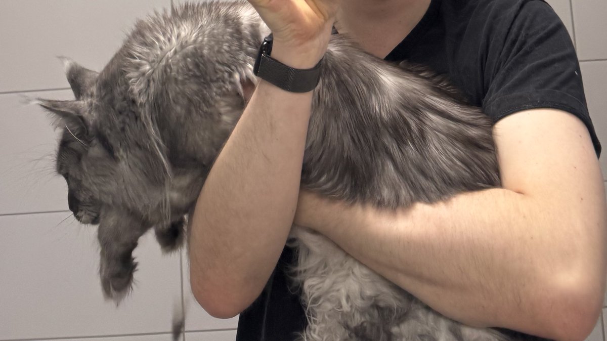 Kann mir jemand meinen Kater zurückbringen??