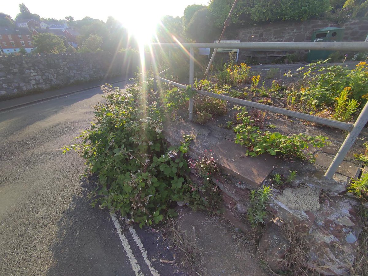 A mix of exotic and native plants reclaiming a street corner for day 20 #30DaysWild 

As part of our Wilding for Conservation series, Ian Rotherham argued that rewilding needs to embrace urban areas and the people who live there – see his commentary here britishwildlife.com/article/articl…