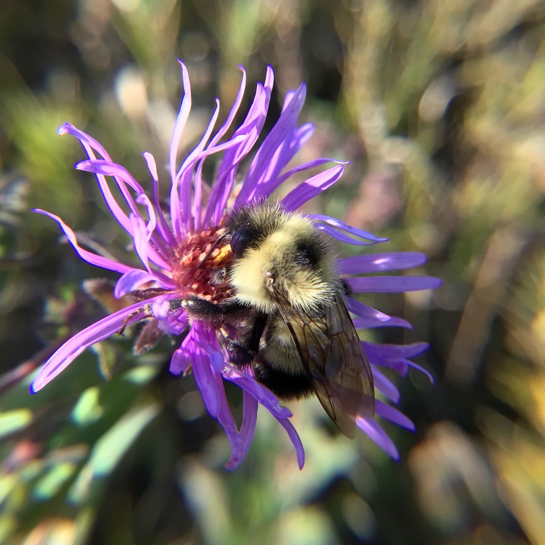 There are over 400 species of native bees, including 23 native bumble bee species in Minnesota! Learn how to tell them apart with this helpful guide from the University of Minnesota Extension: drive.google.com/file/d/13FZZPS…

#PollinatorWeek #Bees