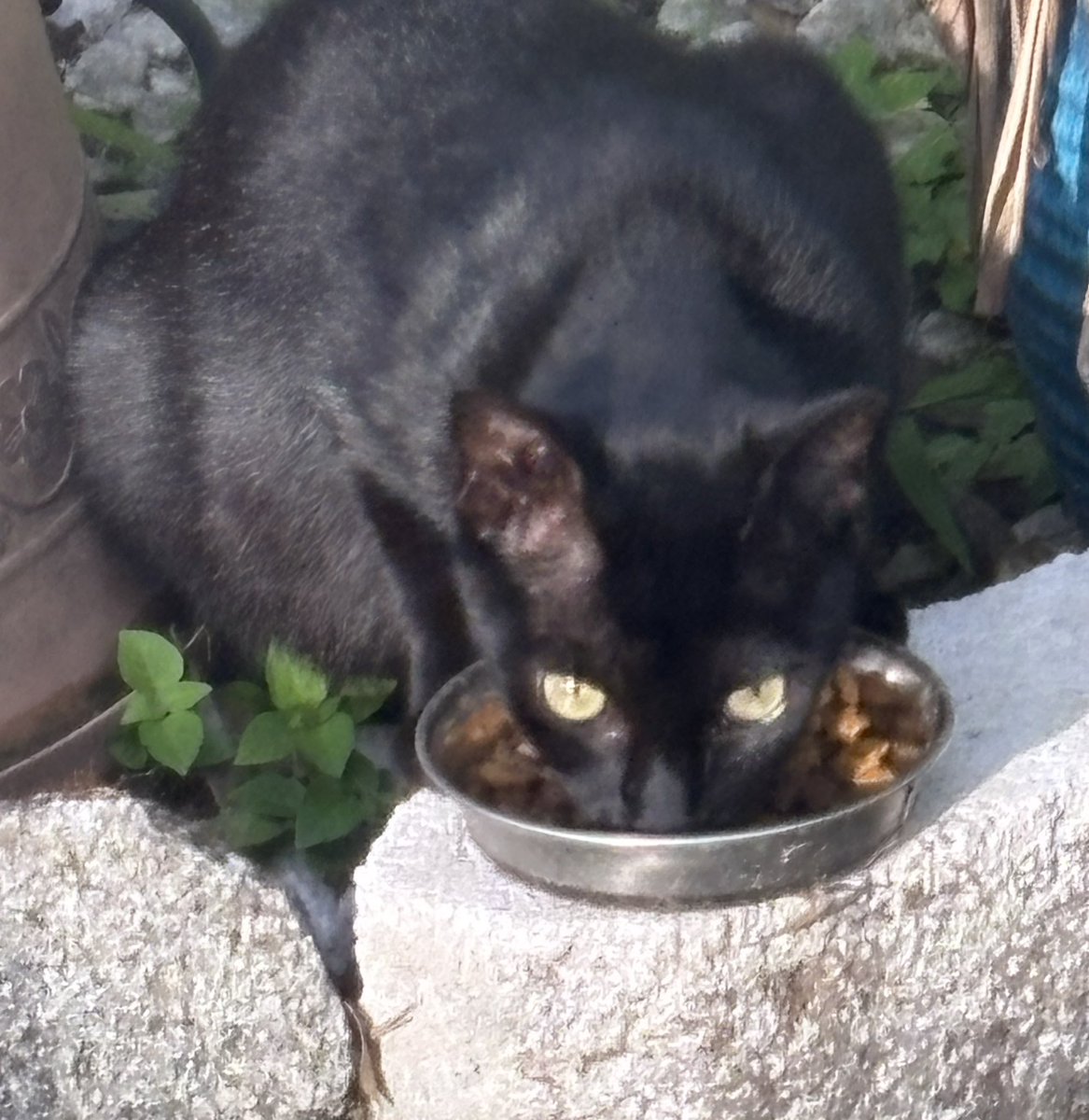 <a href="/KiddieChronicle/">Jaffa</a> Blessed day 🐾