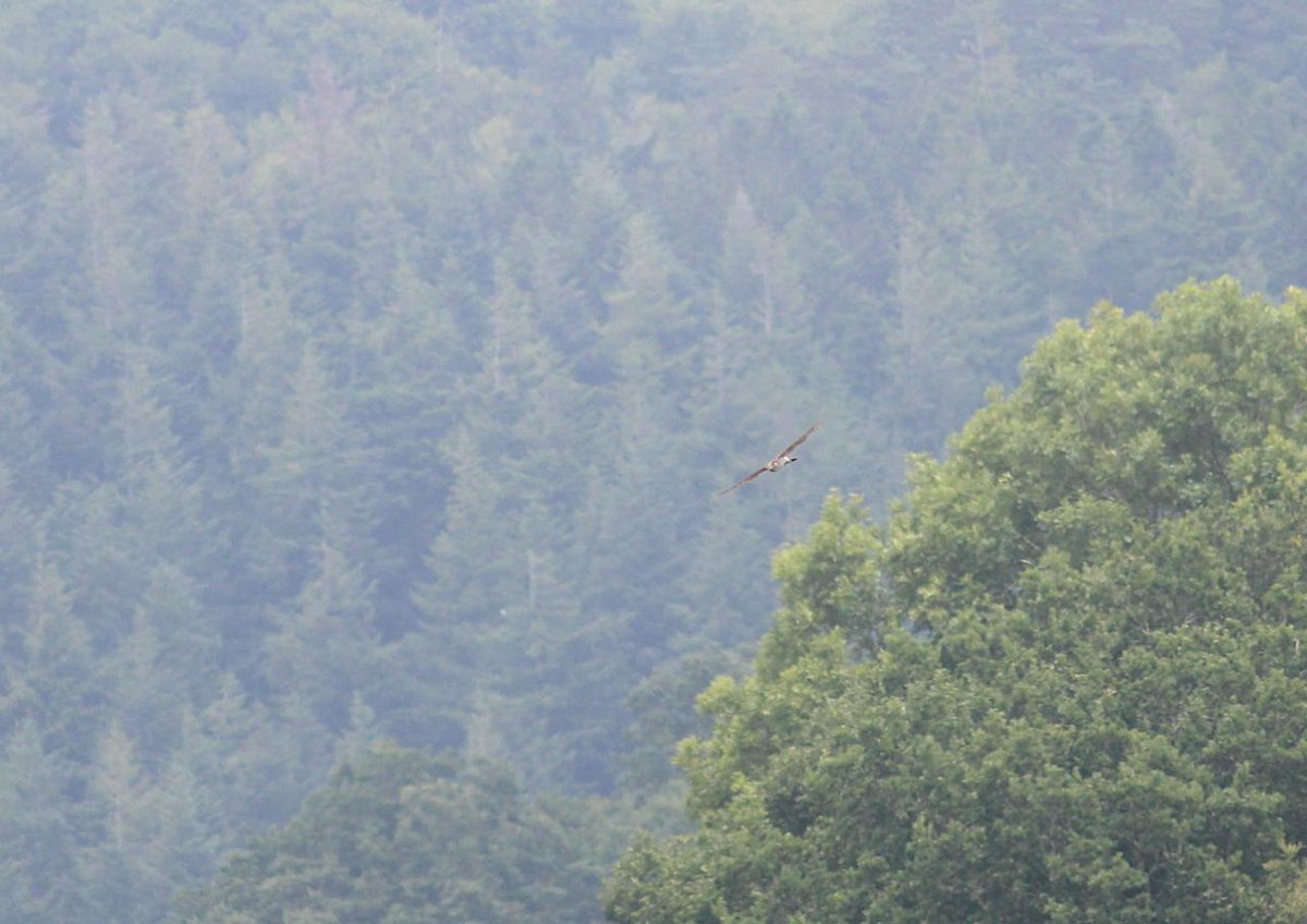 A typically fleeting view of a Goshawk for day 22 #30DaysWild

This elusive raptor is making a recovery in Britain and starting to move out from forest heartlands into new habitats; Brett Westwood celebrates its resurgence in britishwildlife.com/article/articl…