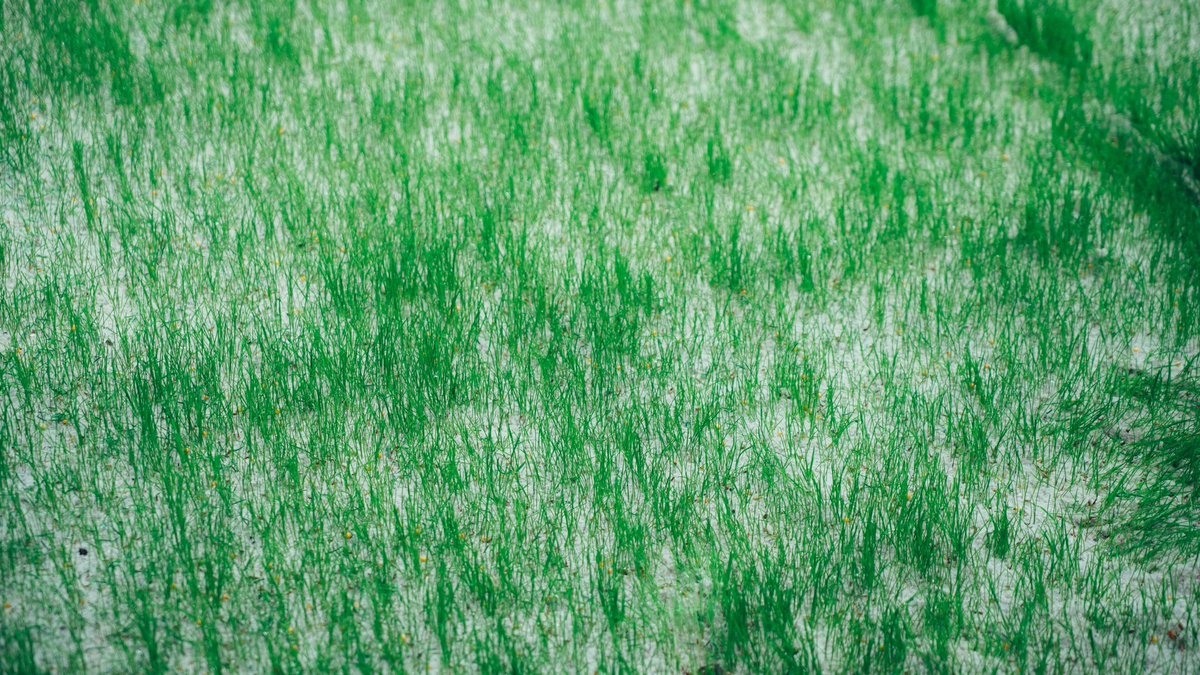 SportCharleroi's tweet photo. La pelouse du stade se refait une beauté ! 🌱
#RCSC #UExpert ⚫️⚪️ https://t.co/ZminF2U0x5