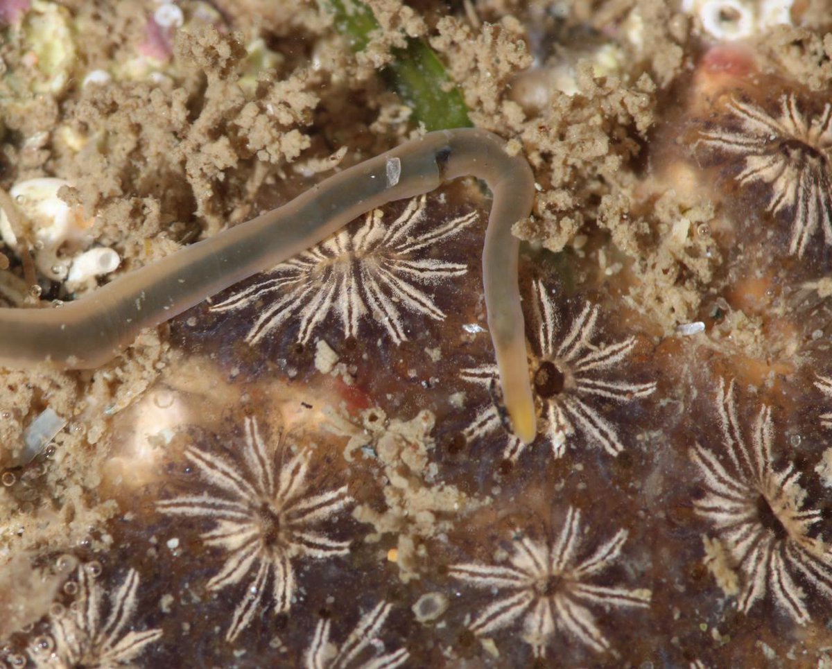 A ribbon worm (or nemertine) on a colony of Star Ascidian #30DaysWild

While most ribbon worms are marine, a handful have made it onto land where they occupy soil and damp leaf litter. We shared an introduction to Britain's terrestrial species in britishwildlife.com/article/articl…