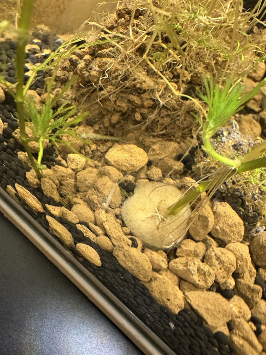 hiron151's tweet photo. エビちゃう子増えてるやん https://t.co/rQYMcrBi0c