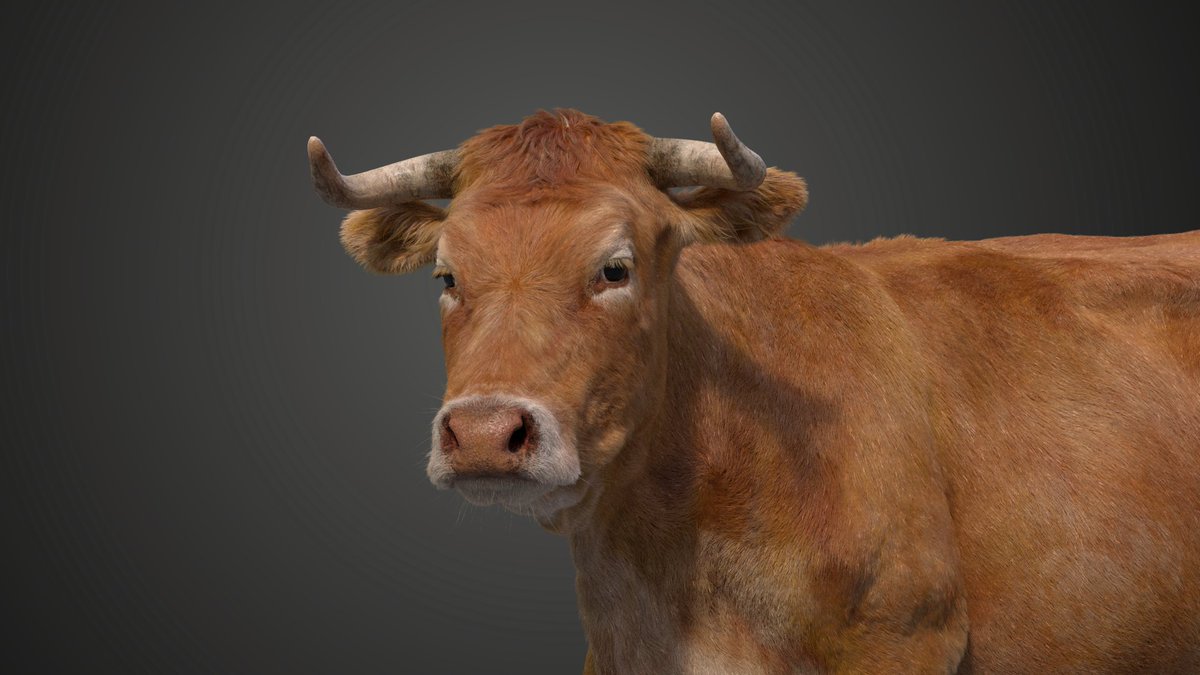 CgSuperb's tweet photo. Cattle 3D Model with Animation – Blender Compatible, High Detail
👉 https://t.co/WkRsjStY6G https://t.co/xYVf9xMPhJ